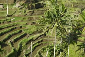 Rice terraces, Bali Island, Indonesia, Southeast Asia, Asia