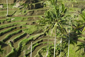 Images Dated 4th August 2006: Rice terraces, Bali Island, Indonesia, Southeast Asia, Asia