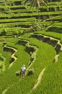 Rice terraces, with Balinese man in foreground working the terraces, near Tegallalang village