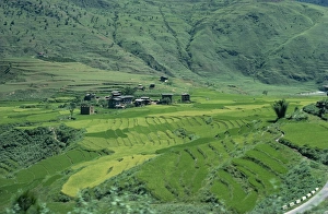 Rice Paddies Prints: Rice terraces, Bhutan, Asia