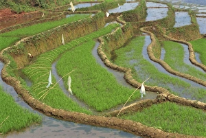 Terrace Prints: Rice terraces with bird scarers in Guangxi, China, Asia