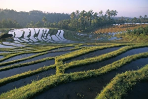Terrace Prints: Rice terraces in centre of the island