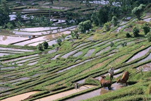 Rice terraces in centre of the island