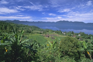 Rice terraces on eastern shore of crater lake