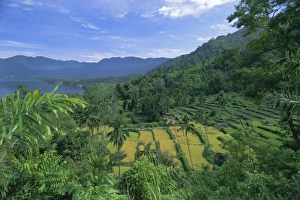 Sumatra Prints: Rice terraces on eastern shore of crater lake