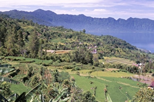 Rice terraces on the eastern shore of Maninjau