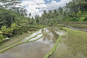 Terraces Prints: Rice terraces flooded in the jungle, Bali, Indonesia, Southeast Asia, Asia