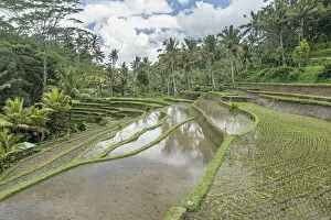 Terrace Collection: Rice terraces flooded in the jungle, Bali, Indonesia, Southeast Asia, Asia