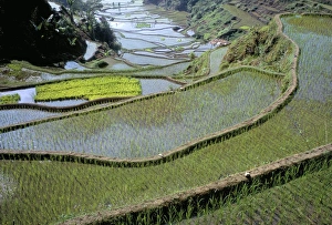 Rice terraces of the Ifugao people