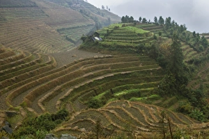 Terraces Prints: Rice terraces, Longji, Guangxi, China, Asia