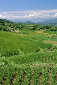 Rice terraces of the Minangkabau