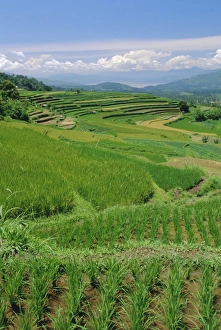 Sumatra Prints: Rice terraces of the Minangkabau