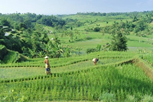 Manual Labor Prints: Rice terraces near Jatiluwih