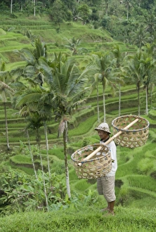 Rice Terraces Prints: Rice terraces near Tegallalang Village, Bali, Indonesia, Southeast Asia, Asia