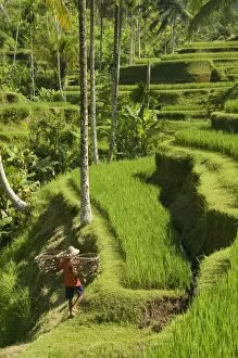Images Dated 21st November 2006: Rice terraces near Tegallalang Village, Bali, Indonesia, Southeast Asia, Asia