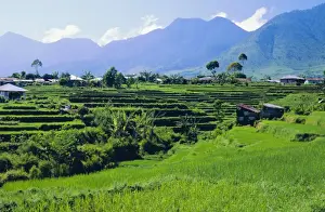 Flores Prints: Rice terraces in the rice and coffee growing heart of western Flores
