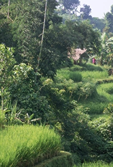 Lush Vegetation Prints: Rice terraces of Sati Luwih