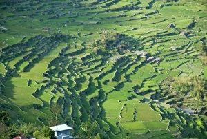 Rice Fields Prints: Rice terraces typical of Ifugao culture, Kapayaw, near Sagada, Cordillera