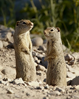 Images Dated 13th July 2008: Two Richardson Ground Squirrel (Citellus richardsoni), Grand Teton National Park