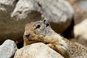 Images Dated 21st February 2009: Richardson ground squirrel (Citellus richardsoni), near Oliver, British Columbia