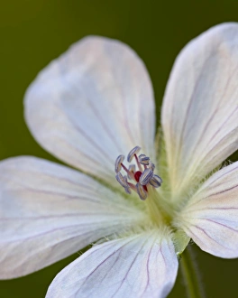 Geraniums Prints: Richardsons Geranium (Geranium richardsonii), Gunnison National Forest