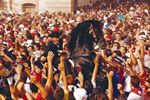 Minorca Prints: Rider on a rearing horse among the crowds during Sant Joans festival