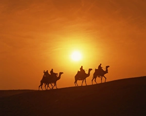 Silhouettes Prints: Riders silhouetted on camels at sunset, Giza, Cairo, Egypt, North Africa, Africa