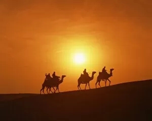 Images Dated 4th February 2008: Riders silhouetted on camels at sunset, Giza, Cairo, Egypt, North Africa, Africa