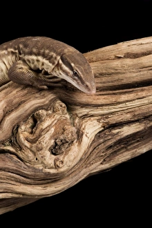 Closeup View Gallery: Ridge Tailed Monitor (Spiny Tailed Monitor) (Varanus acanthus), captive, Australia