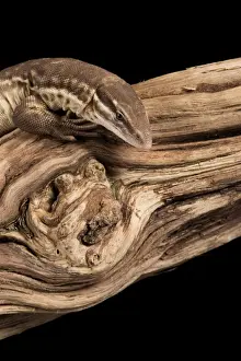 Wild Animals Prints: Ridge Tailed Monitor (Spiny Tailed Monitor) (Varanus acanthus), captive, Australia