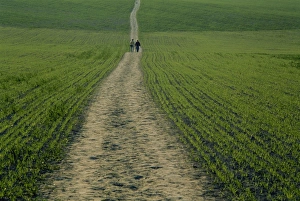 Foot Paths Prints: The Ridgeway Path, Ellesborough, Chilterns, Buckinghamshire, England, United Kingdom