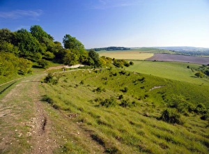 Walk Way Prints: The Ridgeway Path between Steps Hill and Pitstone Hill, Chilterns, Buckinghamshire