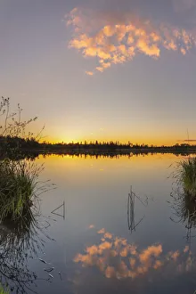 Reeds Prints: Riedsee lake in the high moor Wurzacher Ried, Bad Wurzach, Upper Swabia