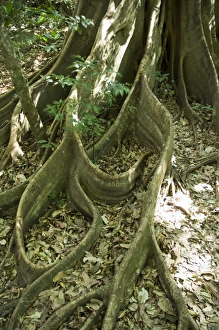 Rincon de la Vieja National Park at foot of Rincon Volcano, Gaunacaste, Costa Rica