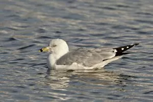 Ring-billed gull (Larus delawarensis) on the water, Farmington Bay, Utah