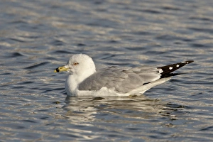 Images Dated 19th February 2009: Ring-billed gull (Larus delawarensis) on the water, Farmington Bay, Utah