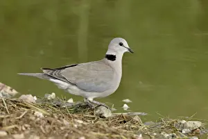 Ring-necked dove (Cape turtle dove) (half-collared dove), (Streptopelia capicola)