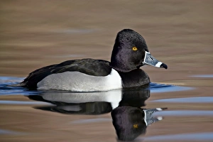 Duck Prints: Ring-necked Duck (Aythya collaris) swimming