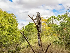 Branch Prints: Ring-tailed lemur climbs a tree to explore the surroundings in Madagascar during daylight hours