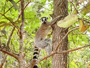 Awareness Prints: Ring-tailed lemur climbs a tree while resting in its habitat in Madagascar