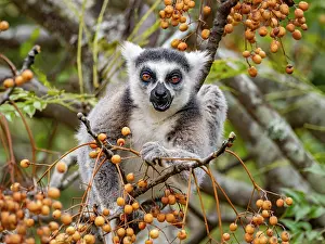 Eating Prints: Ring-tailed lemur eating berries in a tree within Anja Community Reserve in Madagascar during the day