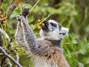 Indigenous Prints: Ring-tailed lemur eats berries while perched in a tree in Madagascar