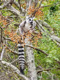 Ecosystems Prints: Ring-tailed lemur eats berries in a tree in Anja Community Reserve in Madagascar during the day
