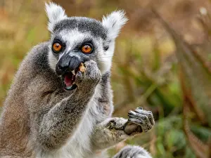 Eating Prints: Ring-tailed lemur eats on the ground in Lemur Park in Madagascar during a sunny day