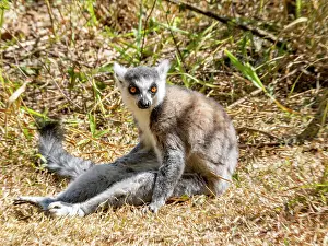 Endangered Prints: Ring-tailed lemur grooming on the ground in Madagascar in the sunlight near plants