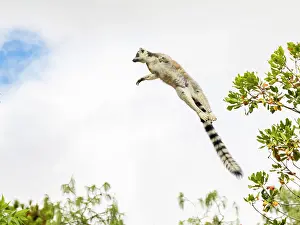 Balance Prints: Ring-tailed lemur jumps between trees in Lemur Park in Madagascar during daylight