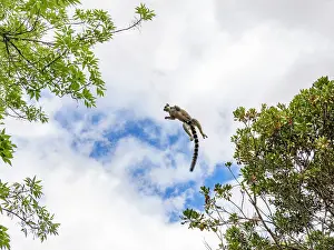 Season Prints: Ring-tailed lemur leaping between trees in a Madagascar park during the day