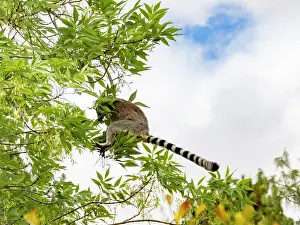 Climbing Prints: Ring-tailed lemur leaps between branches in Madagascar