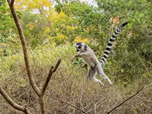Endangered Prints: Ring-tailed lemur leaps between branches in Madagascar during an active moment in Lemur Park