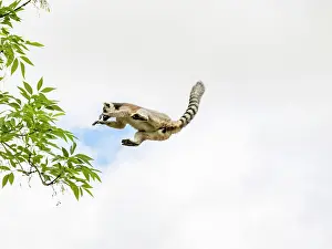 Mammals Prints: Ring-tailed lemur leaps between trees in Madagascar